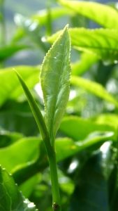 liście zielonej herbaty
